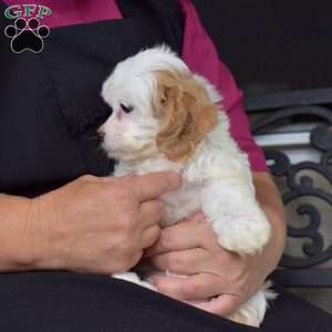 Cinnamon, Cavachon Puppy